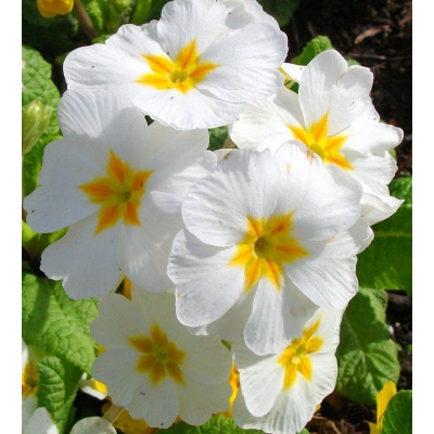 ÇUHA ÇİÇEĞİ TOZ EKSTRAKT