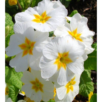 ÇUHA ÇİÇEĞİ SIVI EKSTRAKT