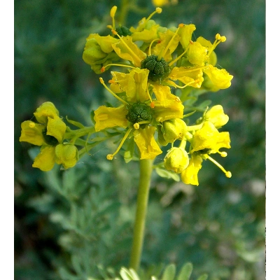 DEMİR DİKENİ SIVI EKSTRAKT