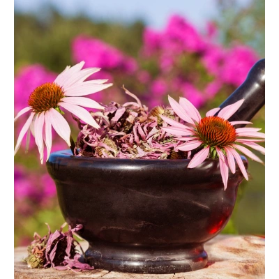 EKİNEZYA TOZ EKSTRAKT