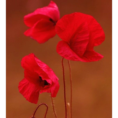 GELİNCİK TOZ EKSTRAKT