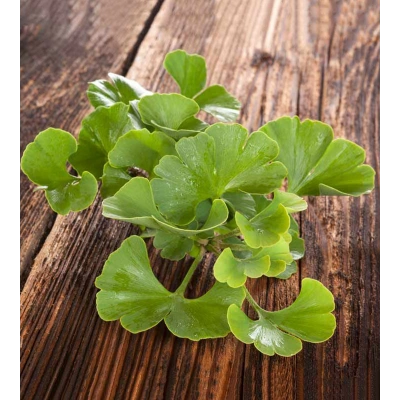 GINKGO BILOBA SIVI EKSTRAKT