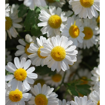 GÜMÜŞDÜĞME TOZ EKSTRAKT