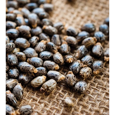 HİNT TOHUMU TOZ EKSTRAKT