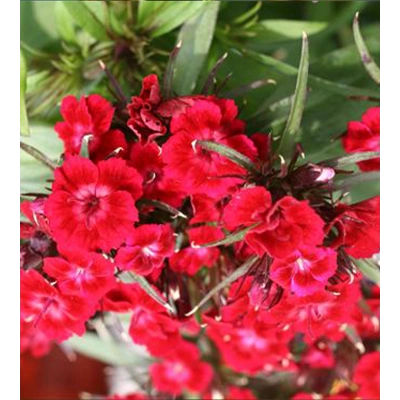 HÜNNAP TOZ EKSTRAKT