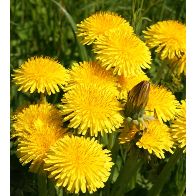 KARAHİNDİBA TOZ EKSTRAKT