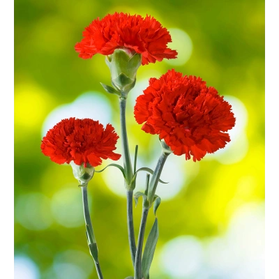 KARANFİL TOZ EKSTRAKT