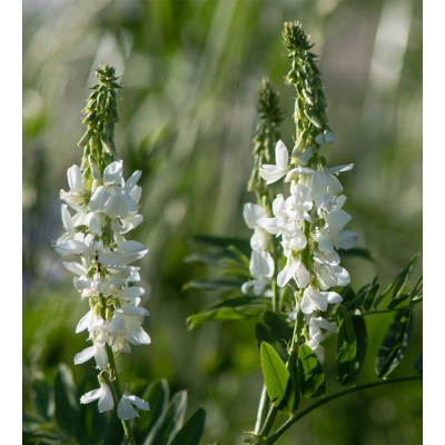 KEÇİ SEDEFİ SIVI EKSTRAKT