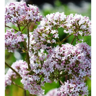 KEDİ OTU SIVI EKSTRAKT