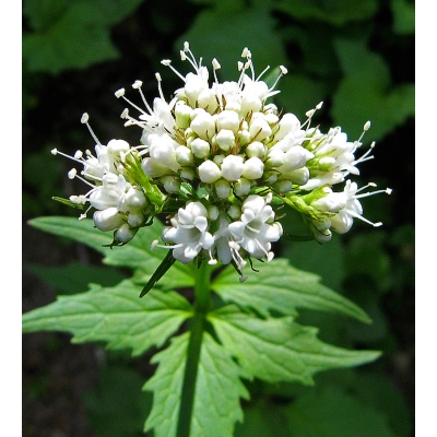 KEDİOTU TOZ EKSTRAKT