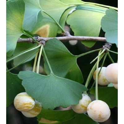 MABET AĞACI TOZ EKSTRAKT