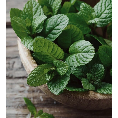 MELİSA TOZ EKSTRAKT