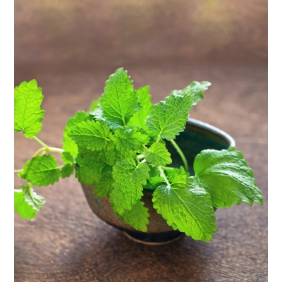 MELİSA SIVI EKSTRAKT