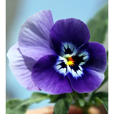 MENEKŞE TOZ EKSTRAKT