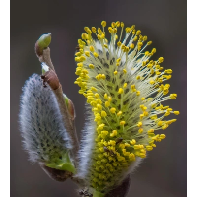 MİSK SÖĞÜDÜ HİDROSOL