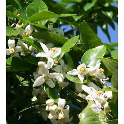 NEROLİ TOZ EKSTRAKT