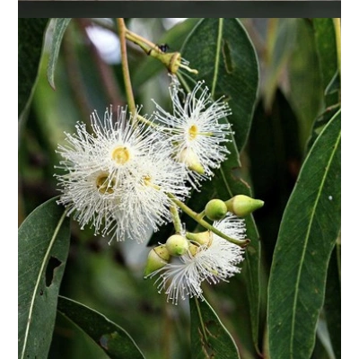 OKALİPTUS TOZ EKSTRAKT