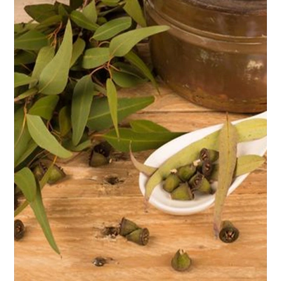 OKALİPTUS HİDROSOL