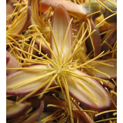 PALMİYE ÇİÇEĞİ HİDROSOLÜ