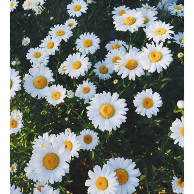 PAPATYA TOZ EKSTRAKT