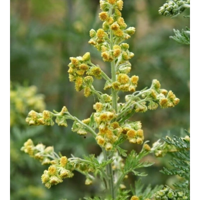 PELİNOTU TOZ EKSTRAKT