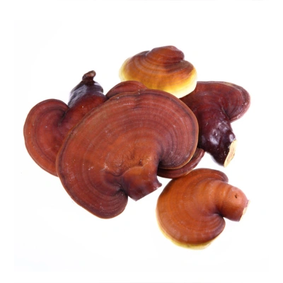 REİSHİ MANTARI SIVI EKSTRAKT