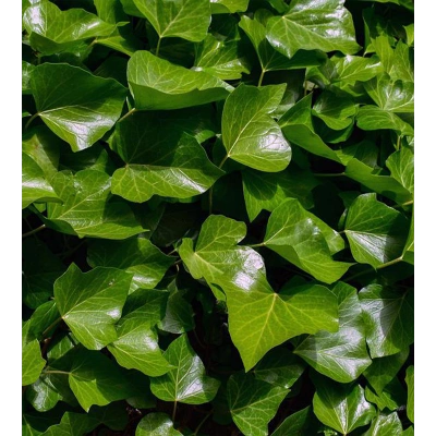 SARMAŞIK TOZ EKSTRAKT