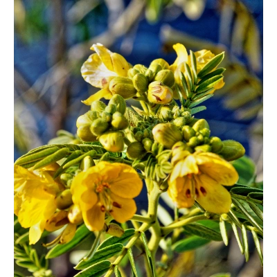 SİNAMEKİ TOZ EKSTRAKT