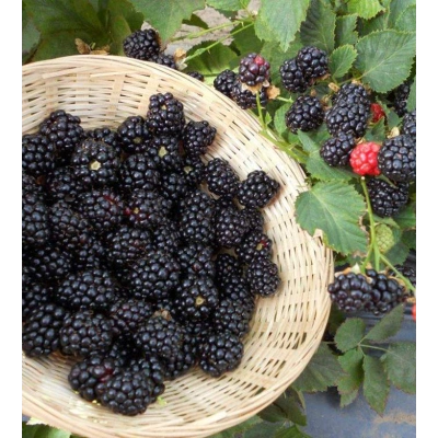 SİYAH DUT TOZ EKSTRAKT