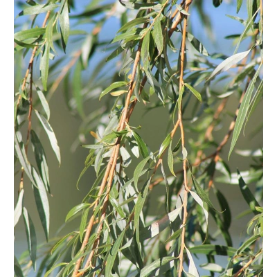 SÖĞÜT TOZ EKSTRAKT