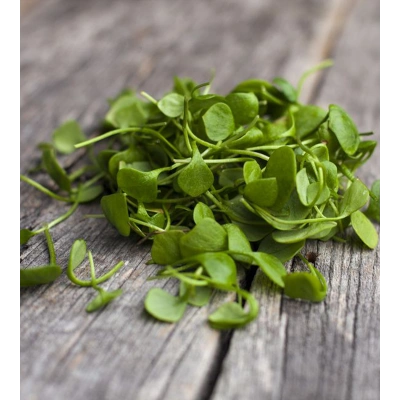 SU TERESİ TOZ EKSTRAKT