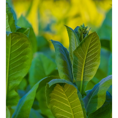 TÜTÜN TOZ EKSTRAKT