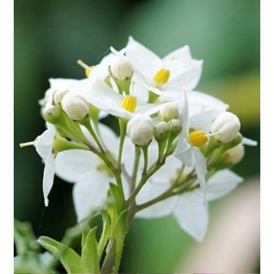 YASEMİN TOZ EKSTRAKT