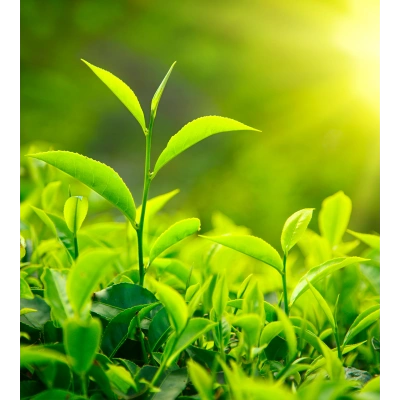 YEŞİLÇAY TOZ EKSTRAKT