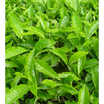 ZALUMBA TOZ EKSTRAKT