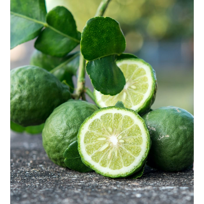 BERGAMOT