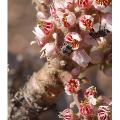 AKGÜNLÜK SIVI EKSTRAKT