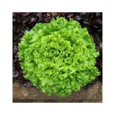 Agrokar Arapsaçı Kıvırcık 055 Tohum 10GR 5 Paket