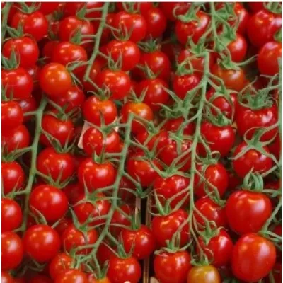 Agrokar Cherry Domates Tohumu 2Gr 5 Paket