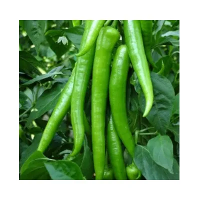 Agrokar Demre Biber Tohum 10GR 3 Paket