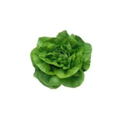 Agrokar Tereyağlı Kıvırcık Tohumu 10 Gr 5 Paket