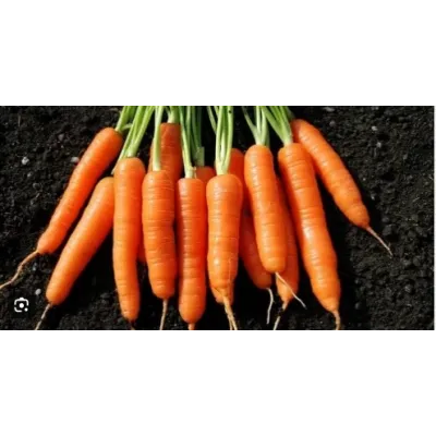 Burgen Tohum Nante sScarlet Havuç 10GR