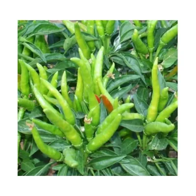 Bursa Tohum Bt Beşparmak 25 Gr 5 Paket