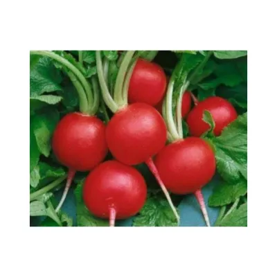 Bursa Tohum Bt Burkır İri Yuvarlak Kırmızı Turp 25Gr