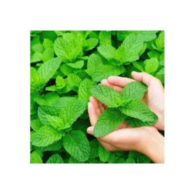 North Seed Nane 100 Adet Tohum