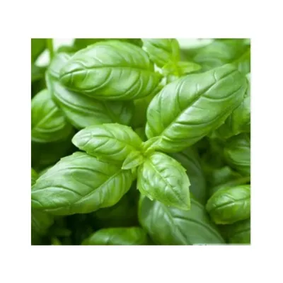 North Star Seed Yeşil Reyhan 2GR