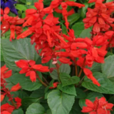 Simagro Tohum Ateş Çiçeği 30 Adet Tohum