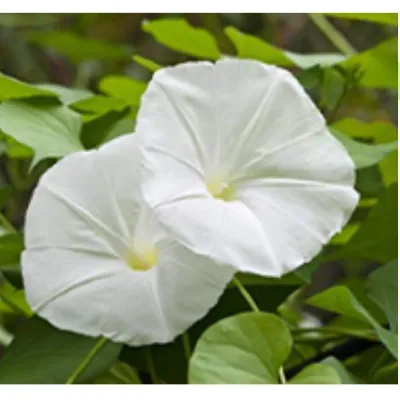 Simagro Tohum Gece Güzeli 15 Adet Tohum 4lü Paket