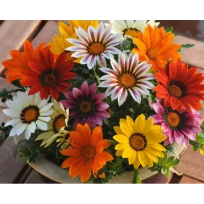 Simagro Tohum Meramlı Kız 20 Adet Tohum