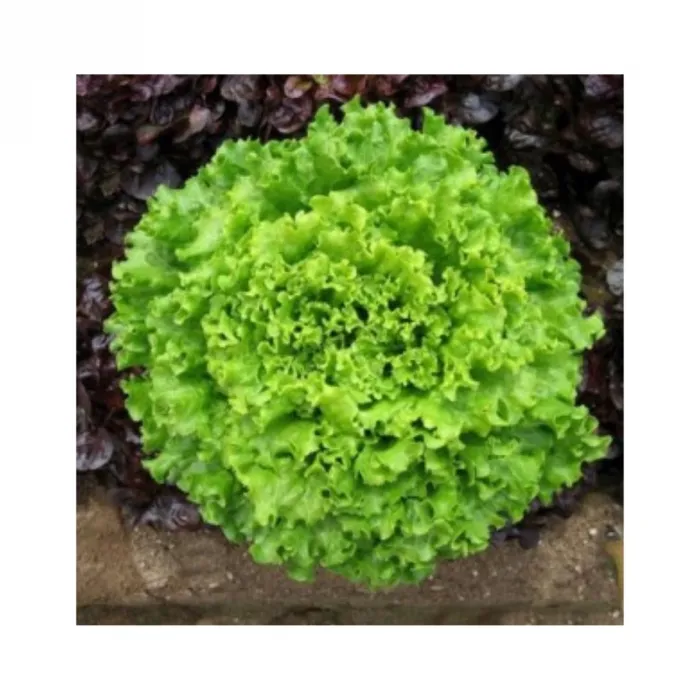 Agrokar Arapsaçı Kıvırcık 055 Tohum 10GR 5 Paket